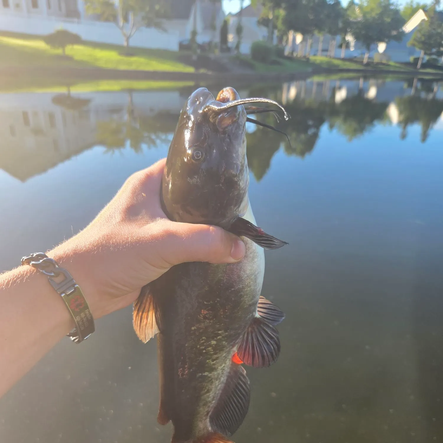 Brown bullhead caught on Fishbrain