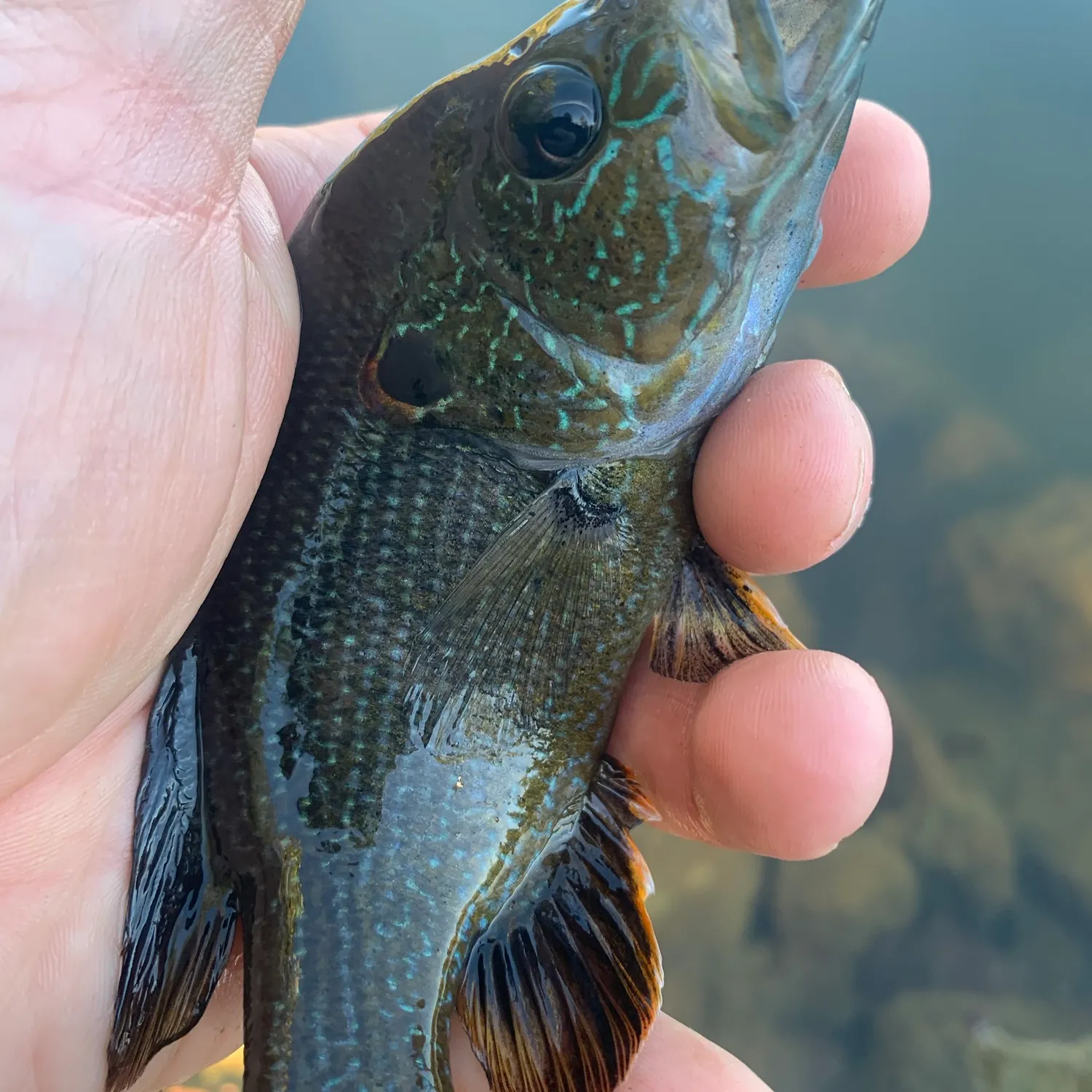 Green sunfish caught on Fishbrain