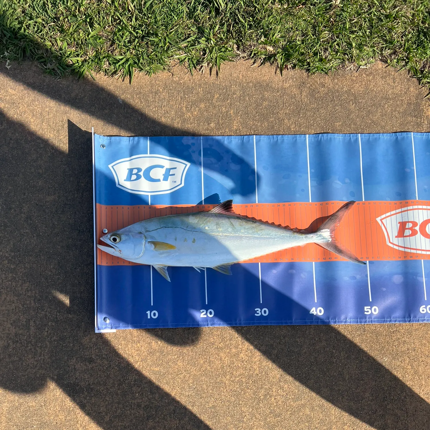The most recent Talang queenfish catches on Fishbrain