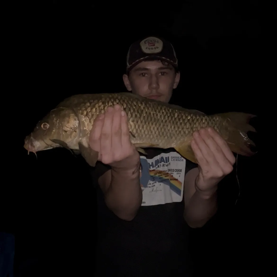 Common carp caught on Fishbrain