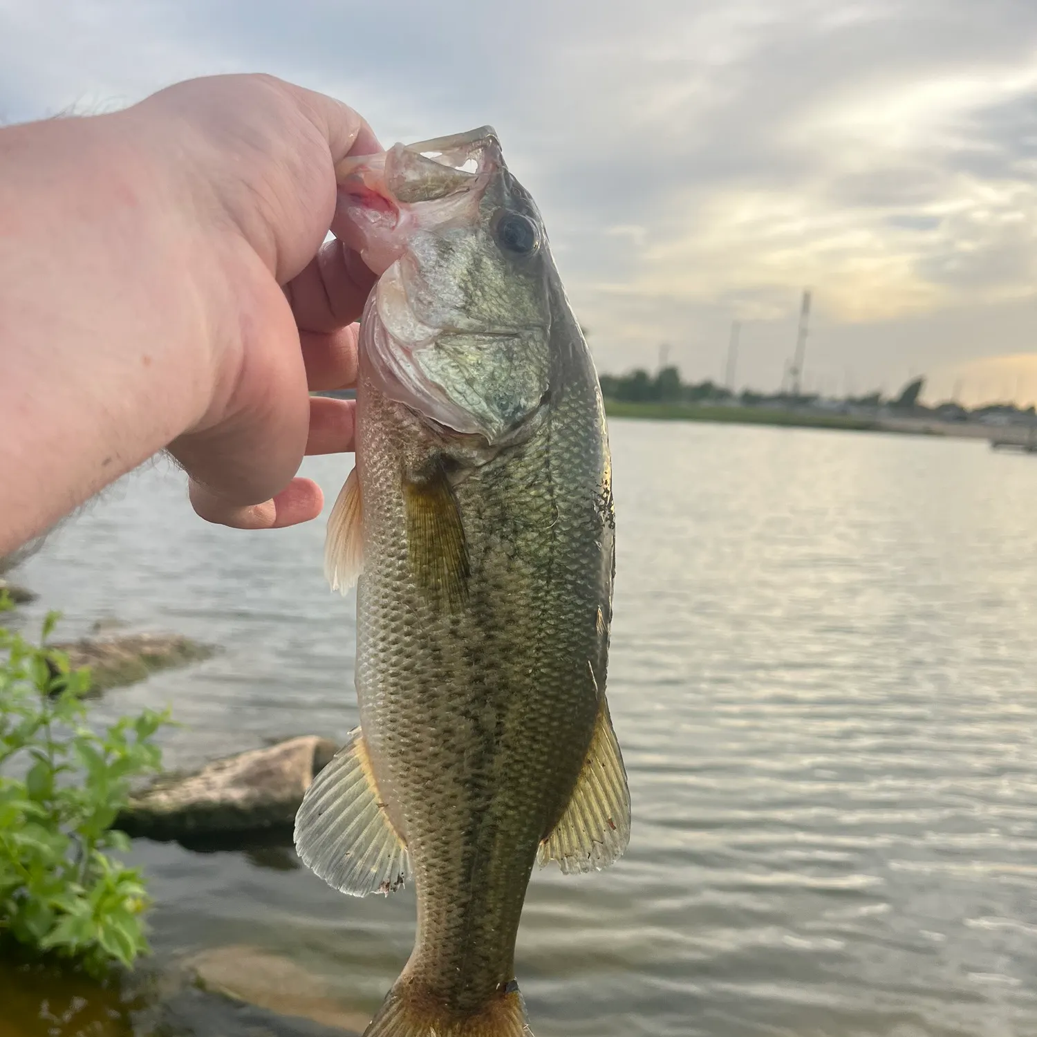 angler catch