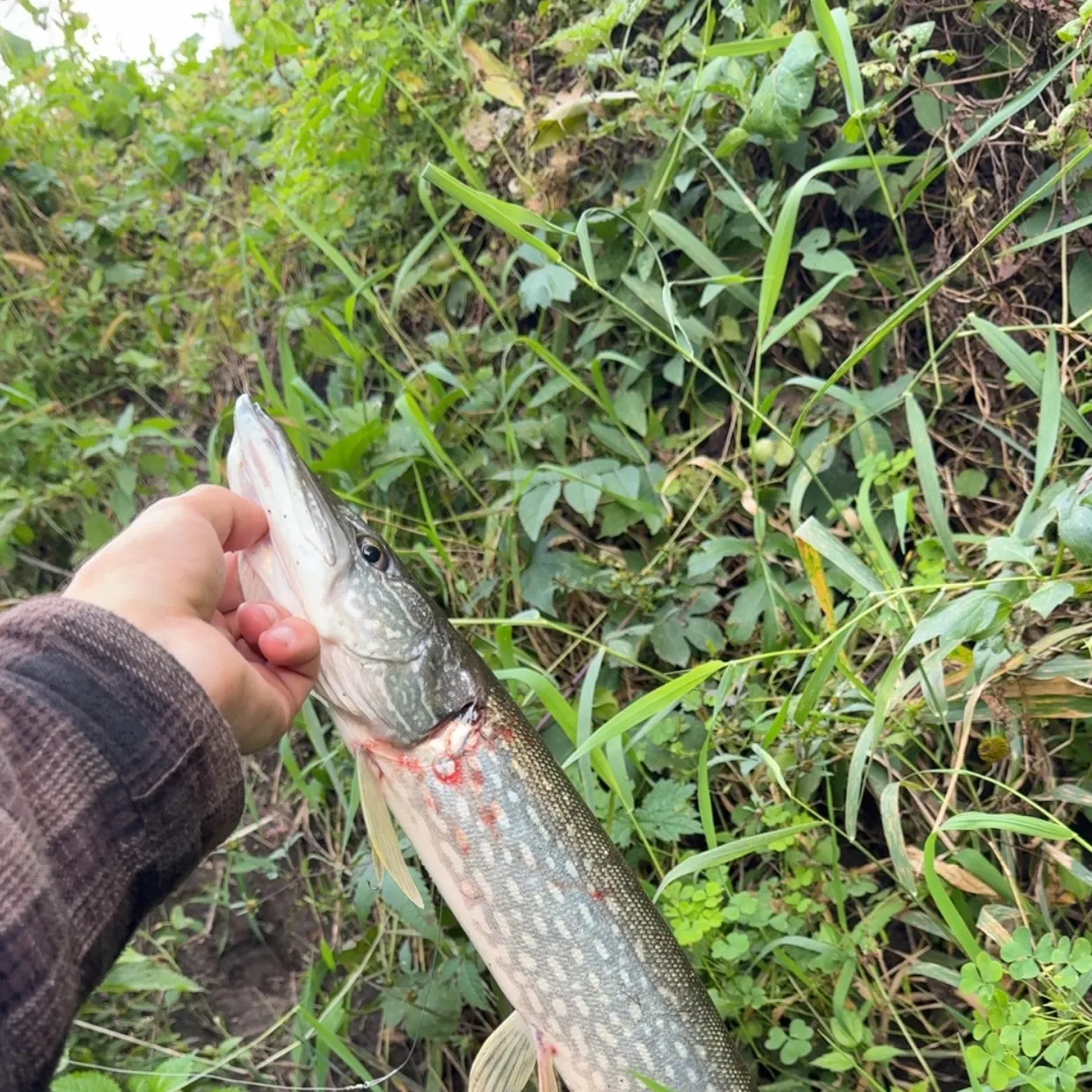 Northern pike caught on Fishbrain
