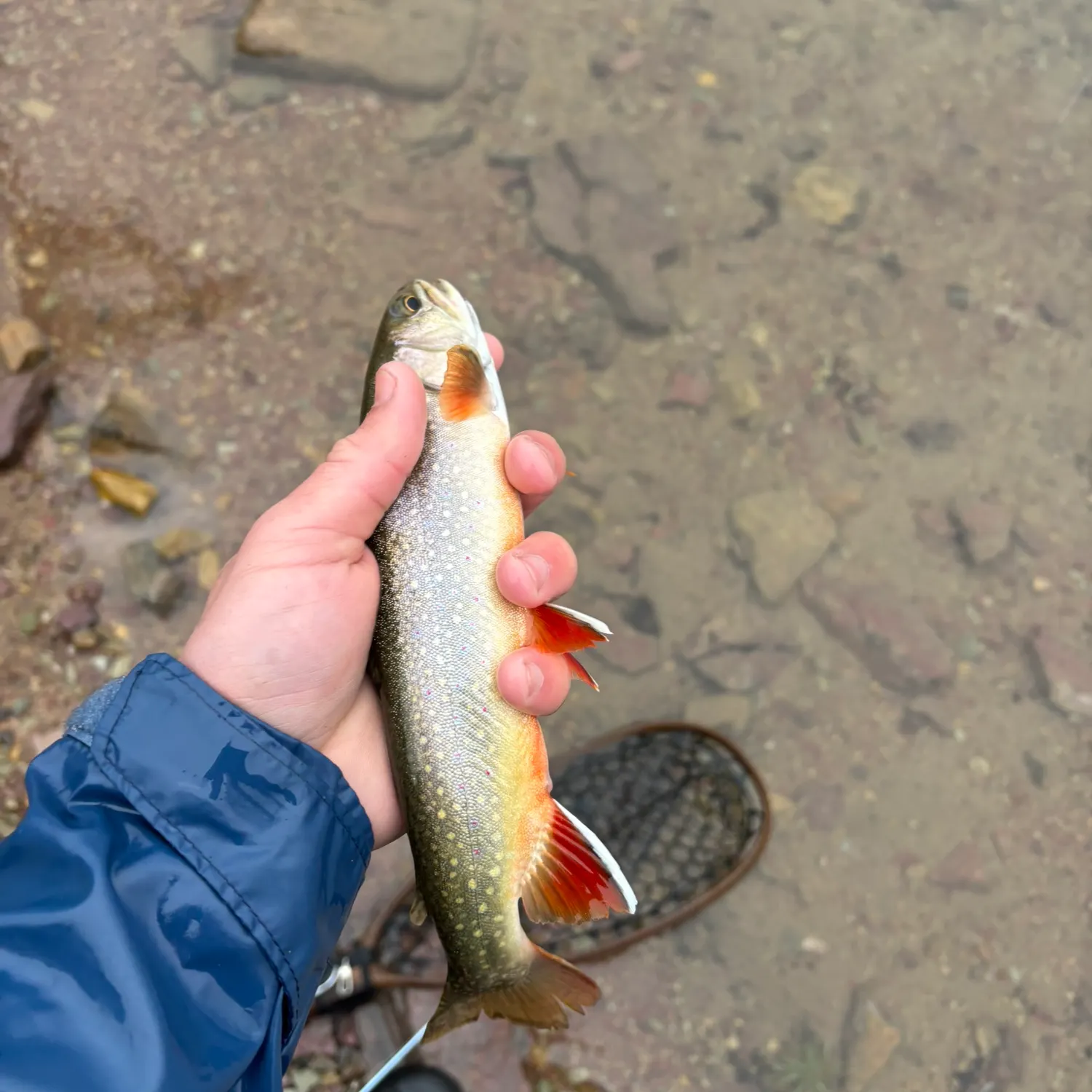 Brook trout caught on Fishbrain