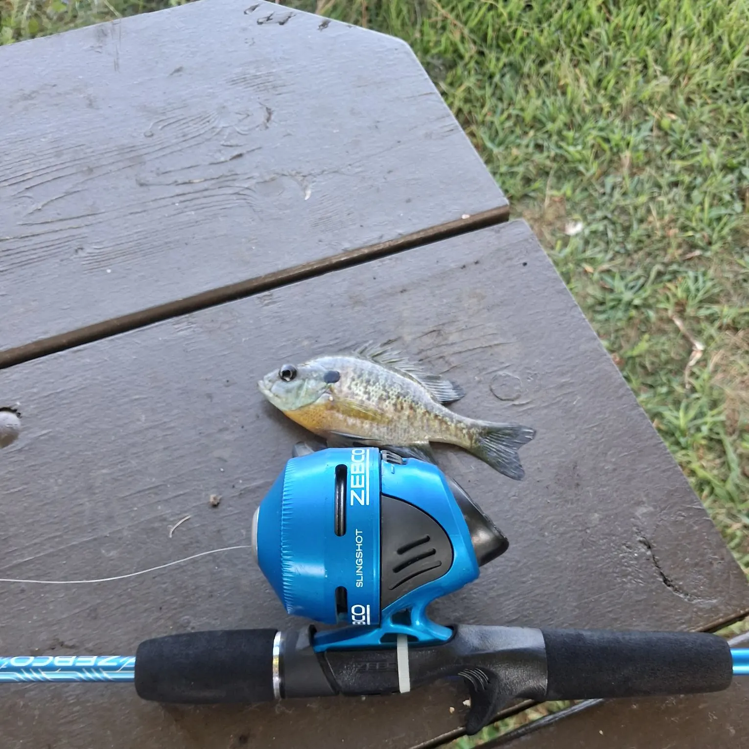 Fish caught on Fishbrain