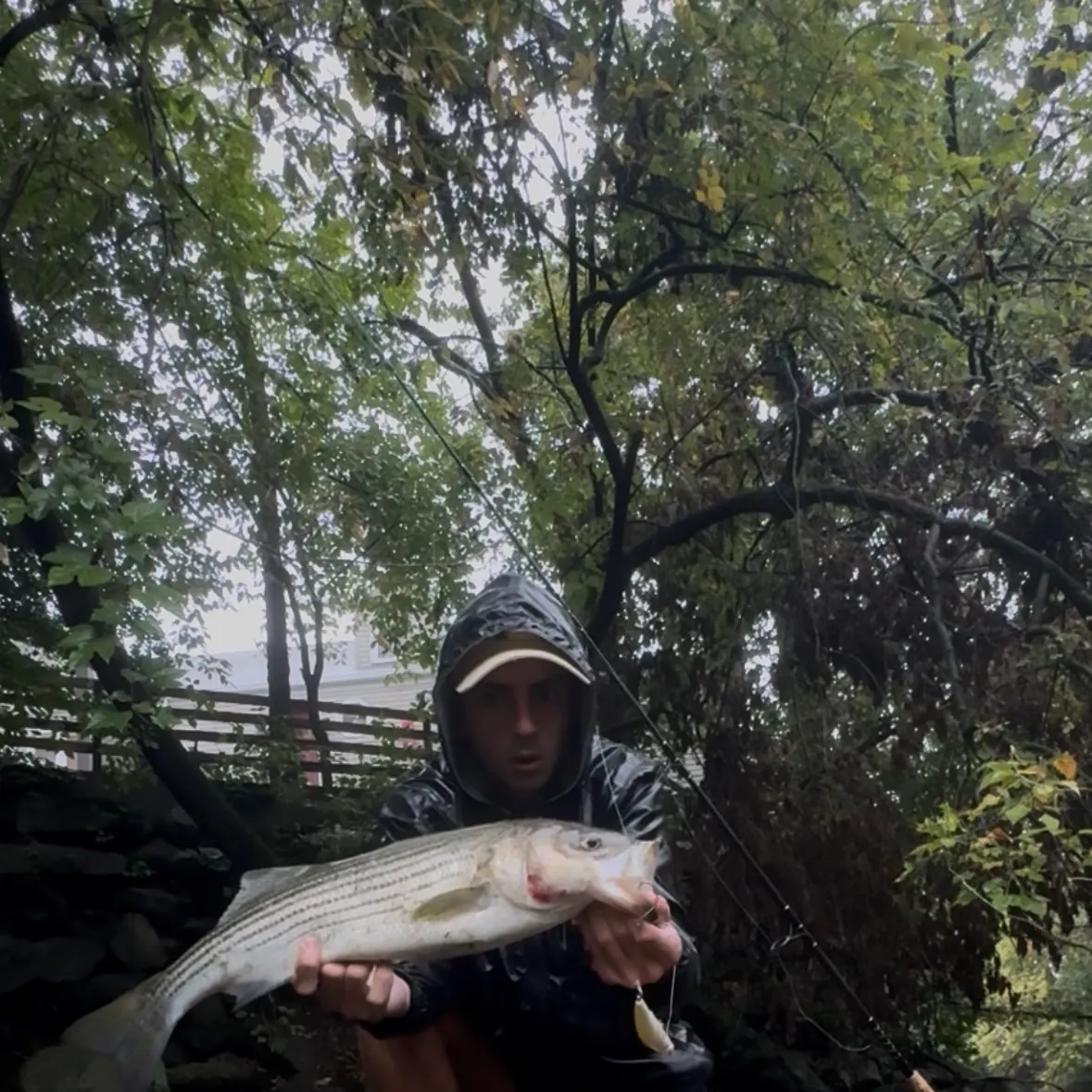 Striped bass caught on Fishbrain