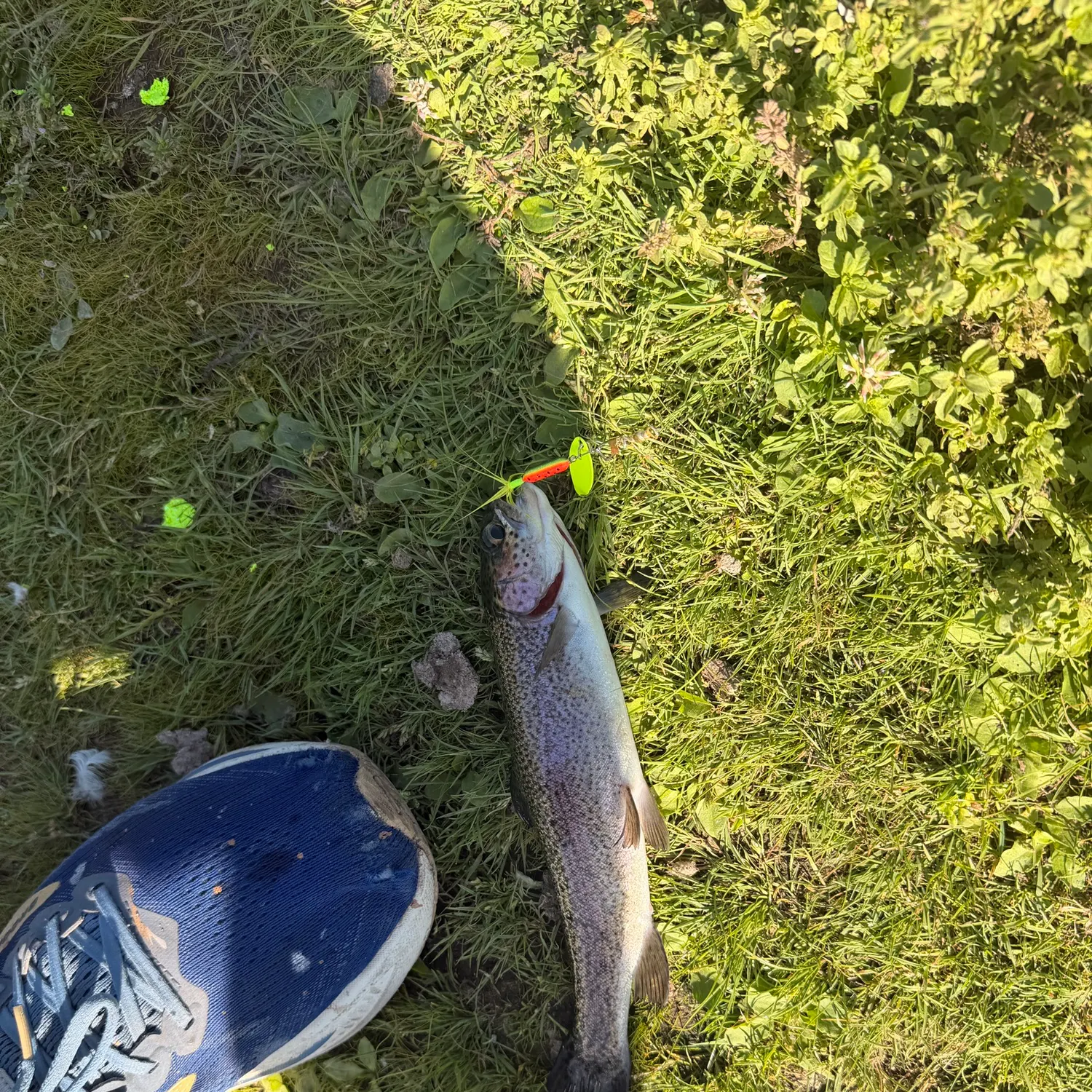 Rainbow trout caught on Fishbrain