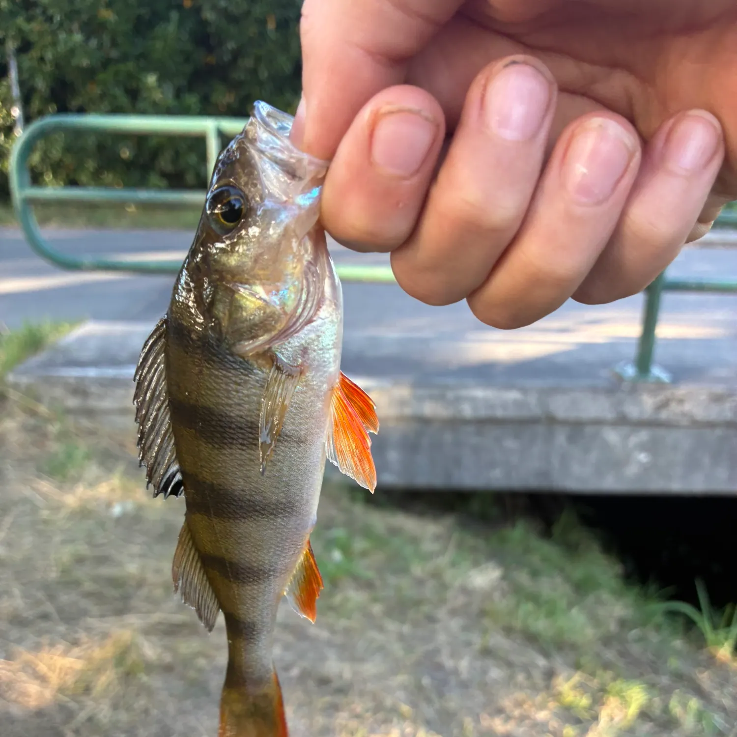 European perch caught on Fishbrain