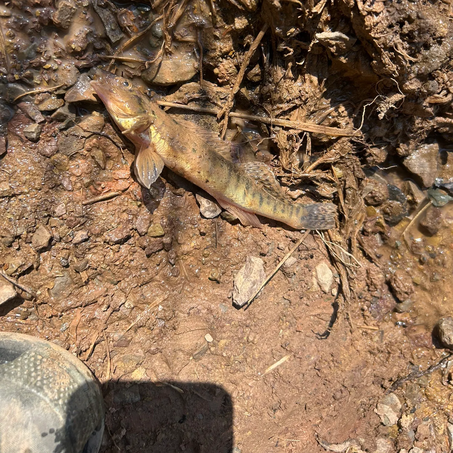 The most recent Common logperch catches on Fishbrain