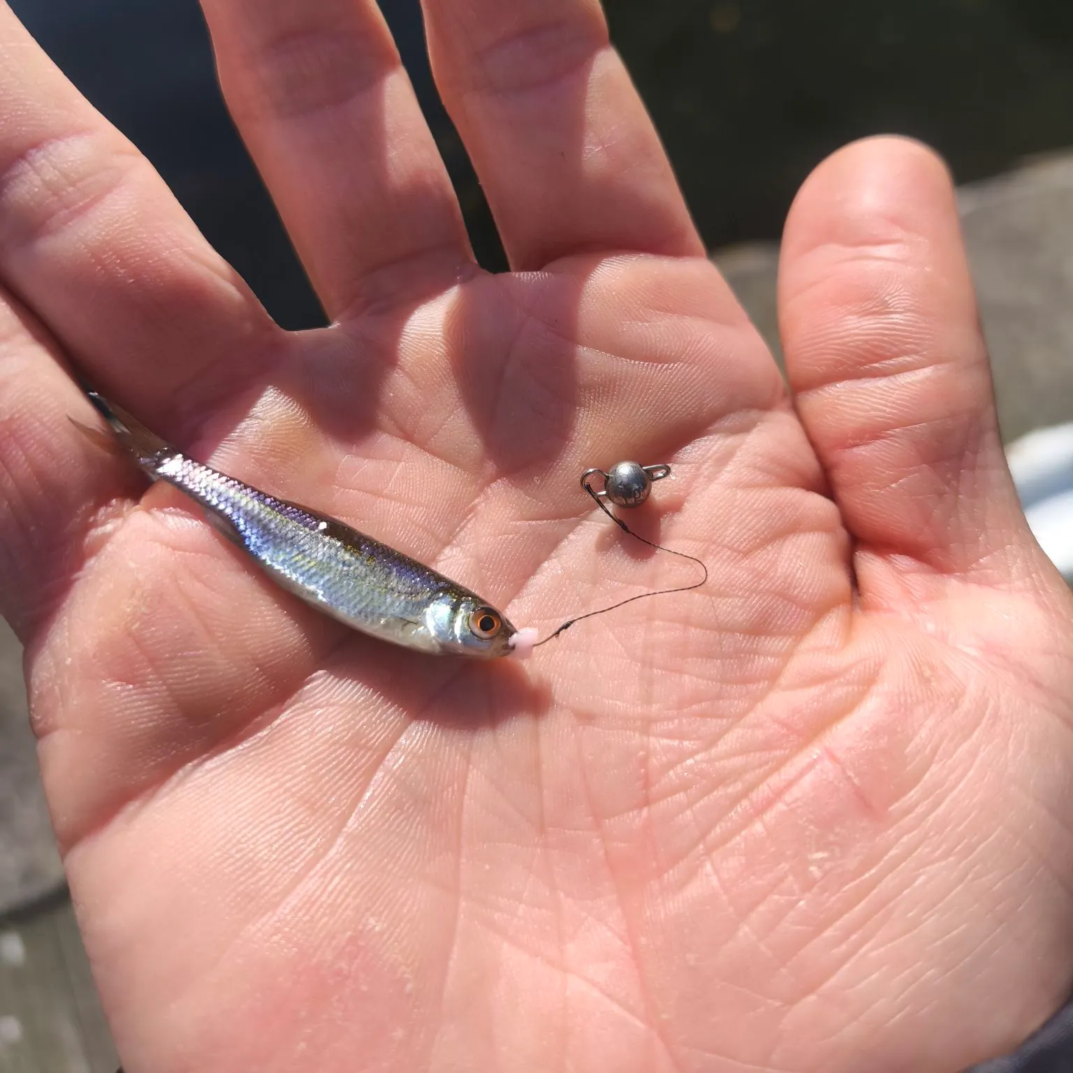Common roach caught on Fishbrain