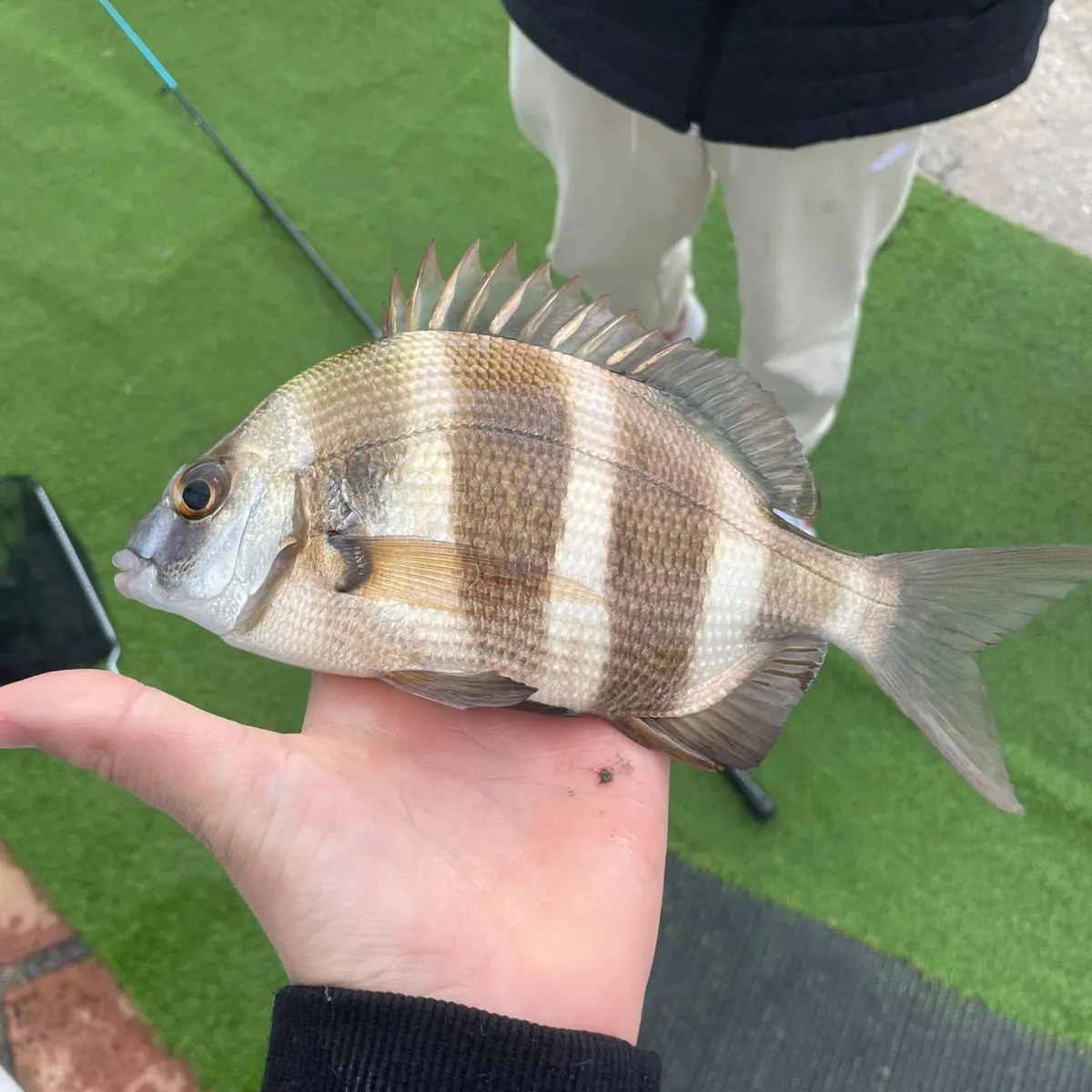 The most recent White seabream catches on Fishbrain
