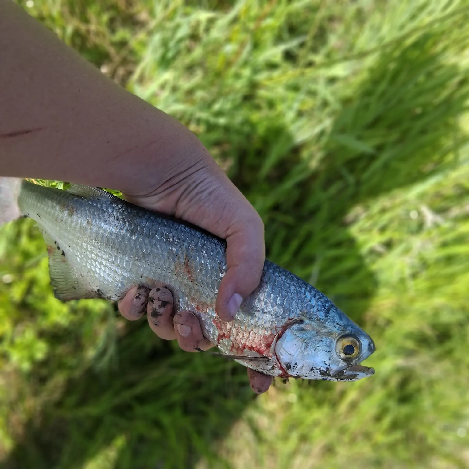 The most recent Goldeye catches on Fishbrain