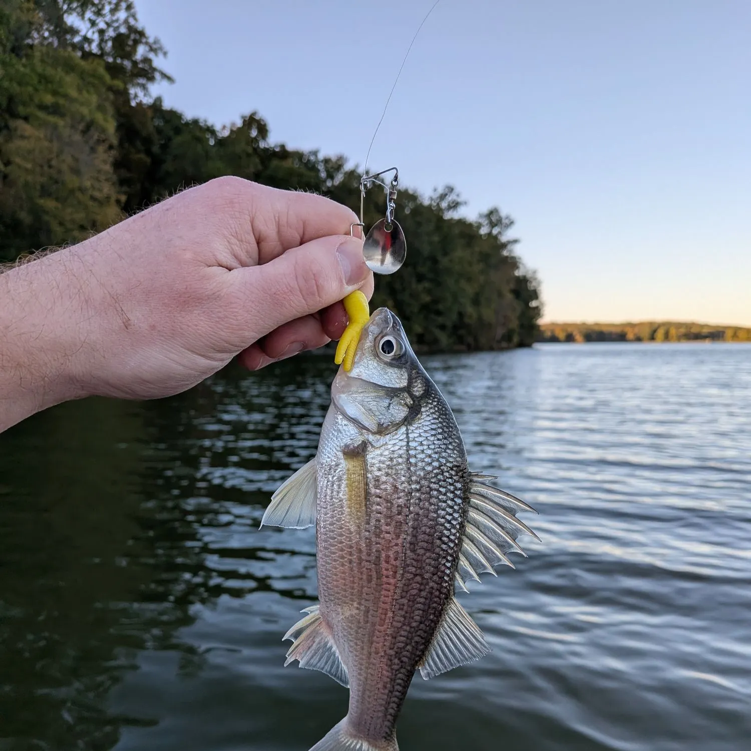 White perch caught on Fishbrain