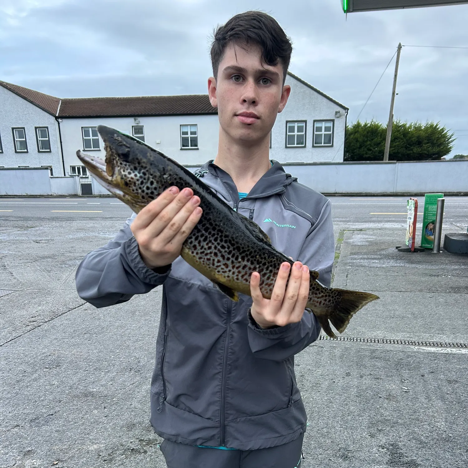 Brown trout caught on Fishbrain