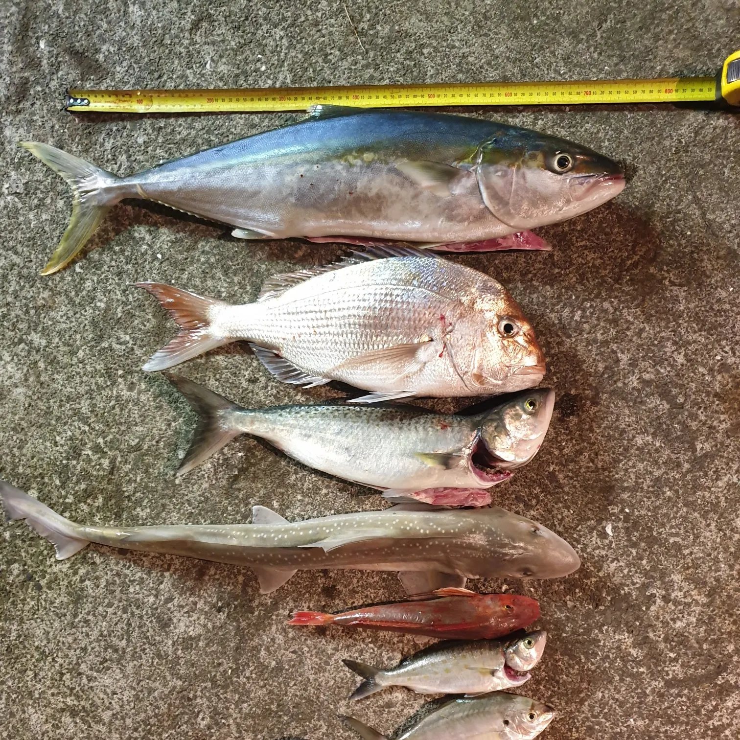 recently logged catches