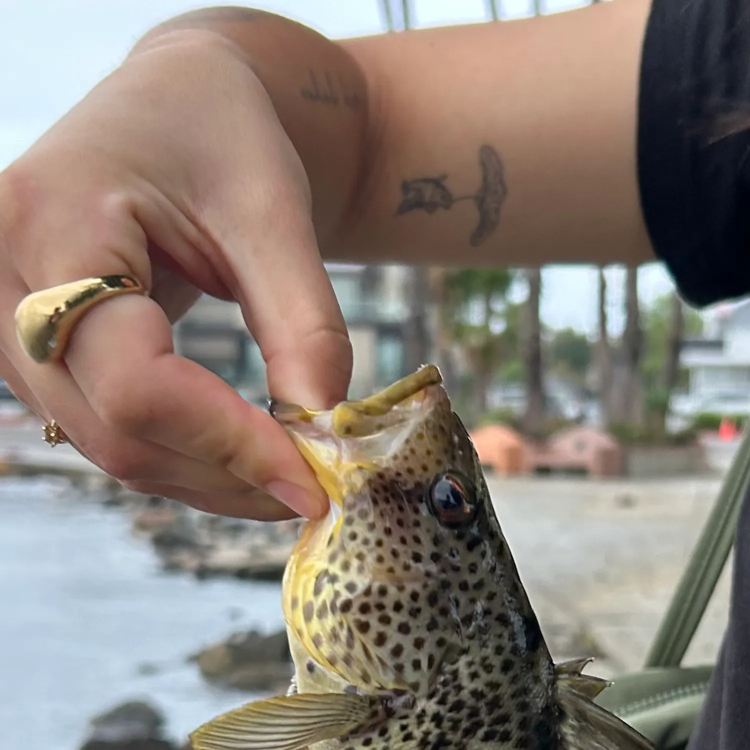 Spotted sand bass caught on Fishbrain