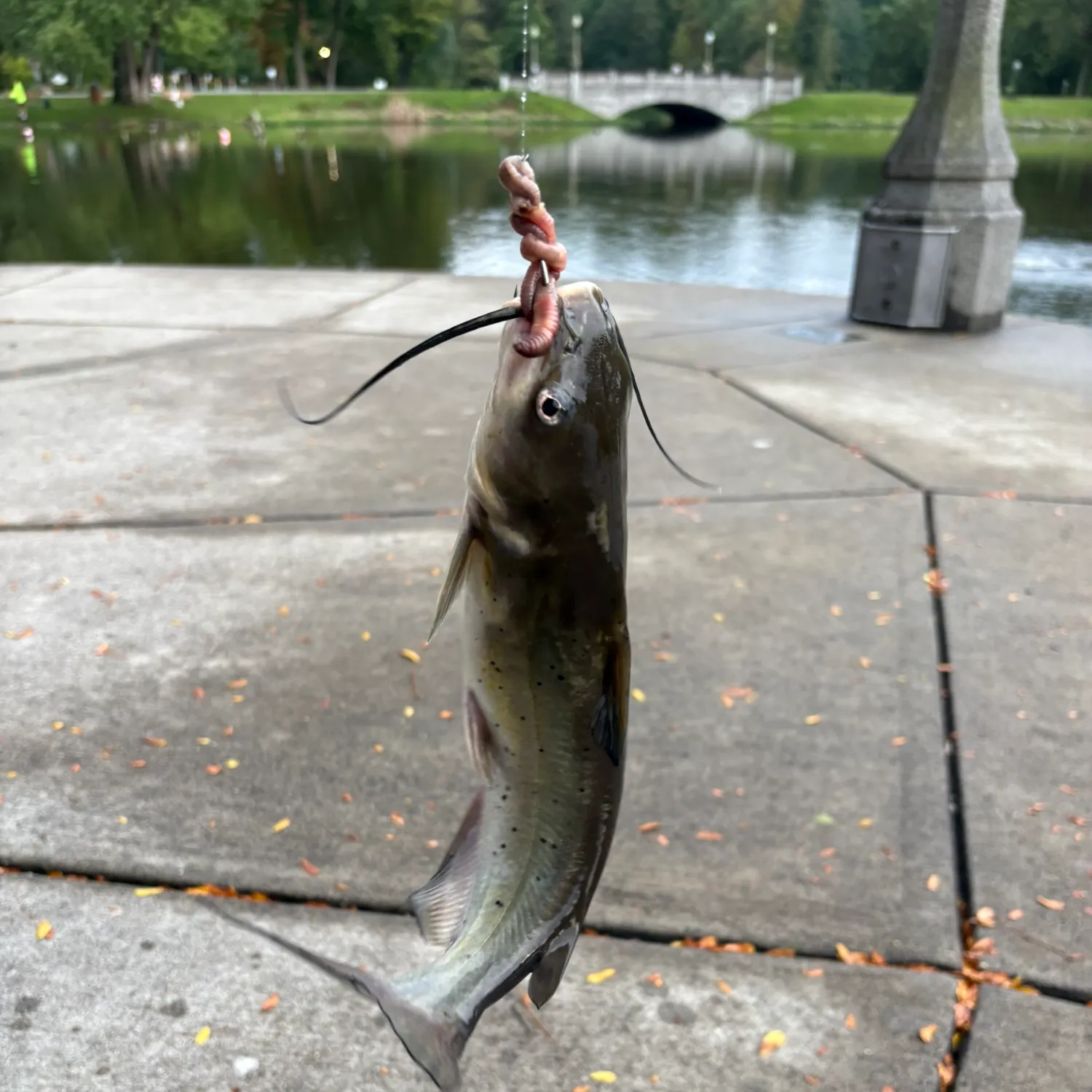 Channel catfish caught on Fishbrain