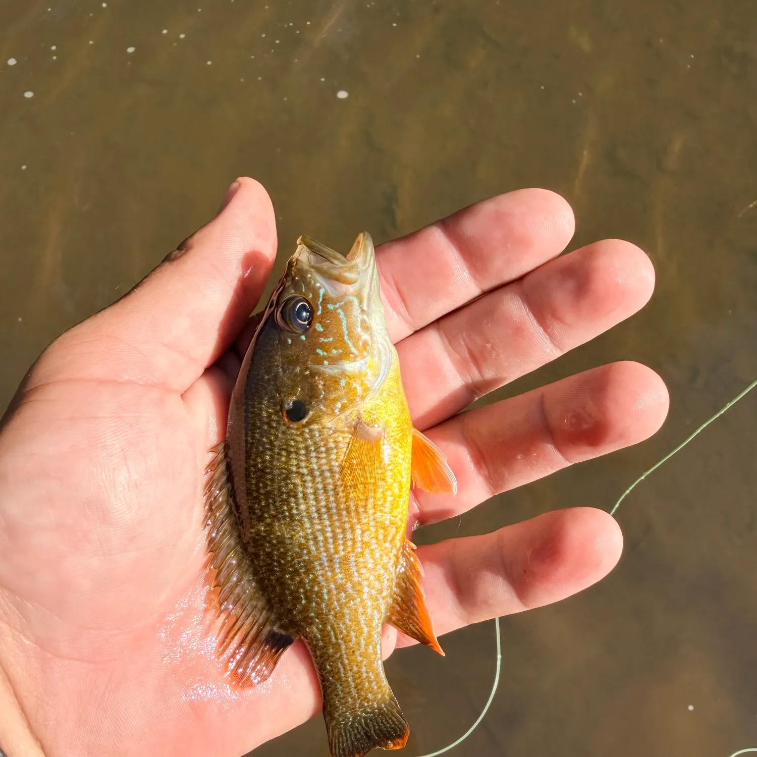 Green sunfish caught on Fishbrain