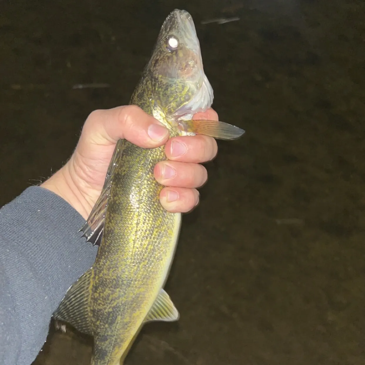 Walleye caught on Fishbrain