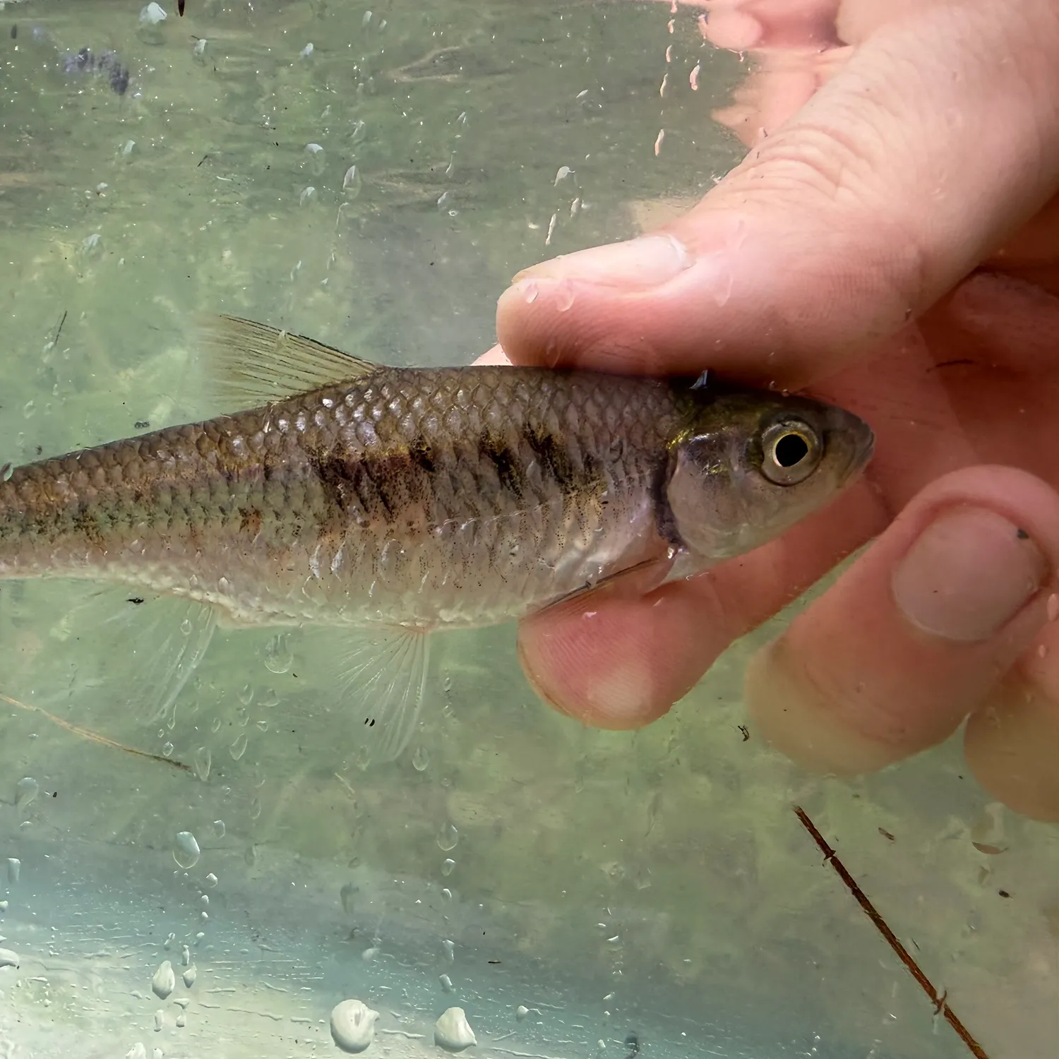 The most recent White shiner catches on Fishbrain