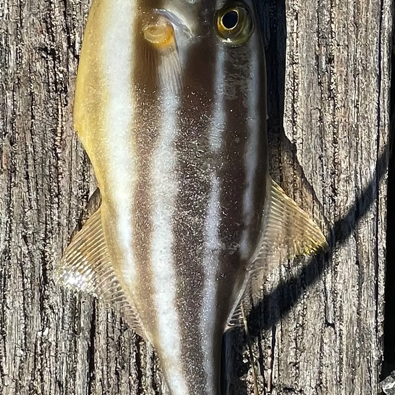 The most recent Chinaman-leatherjacket catches on Fishbrain