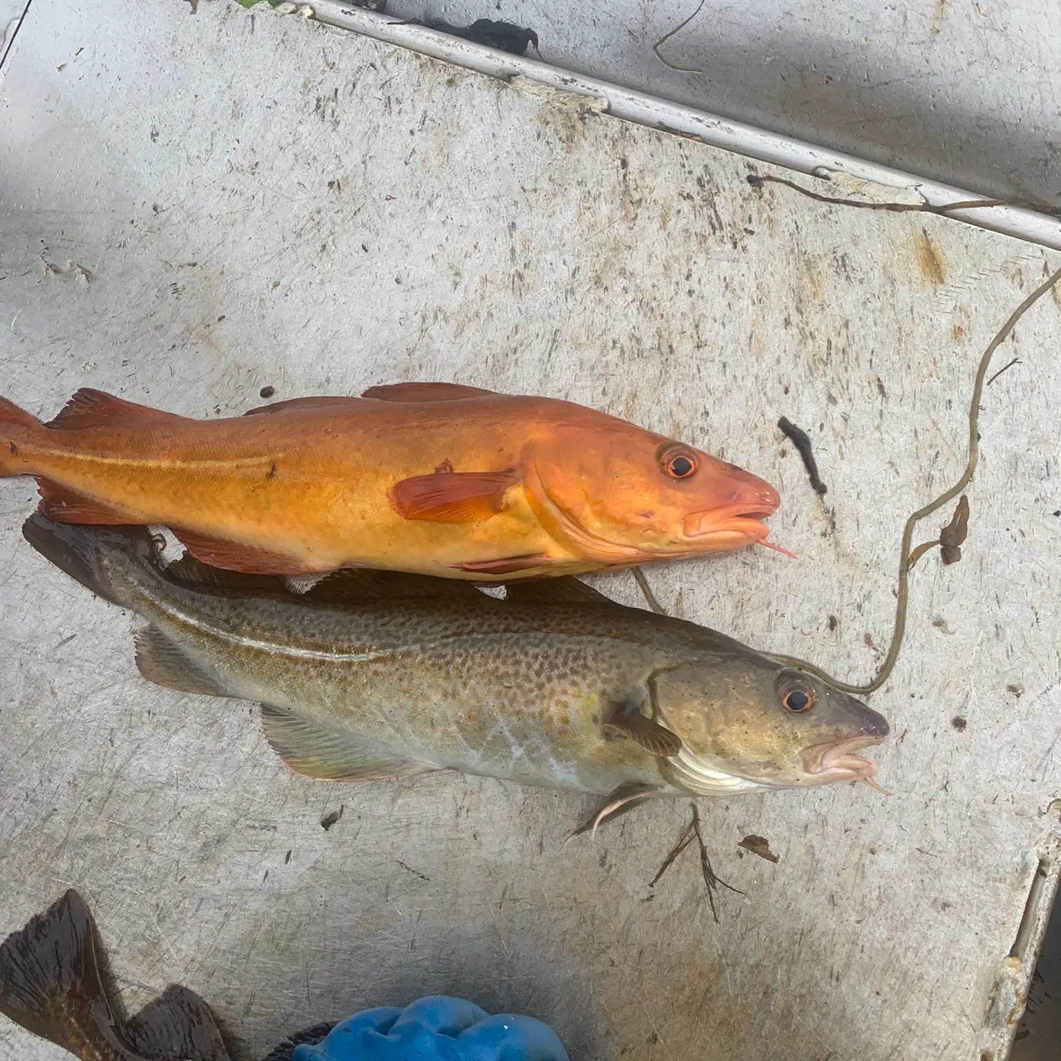 The most recent Pacific cod catches on Fishbrain