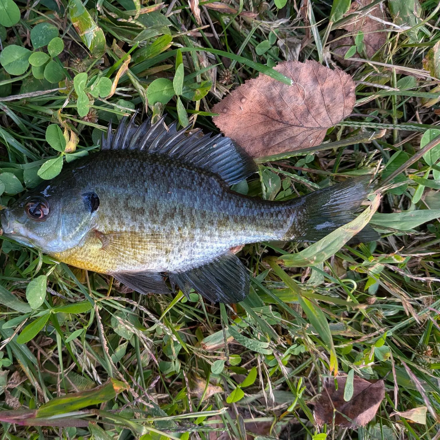 Bluegill caught on Fishbrain