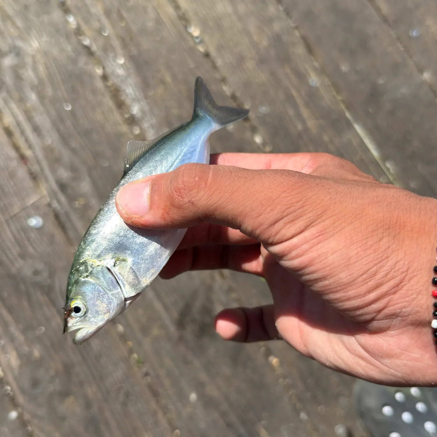 The most recent Bluefish catches on Fishbrain