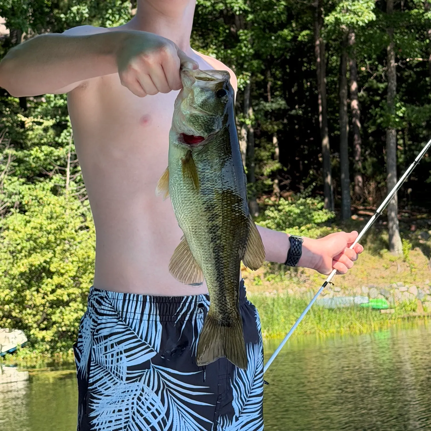 Largemouth bass caught on Fishbrain