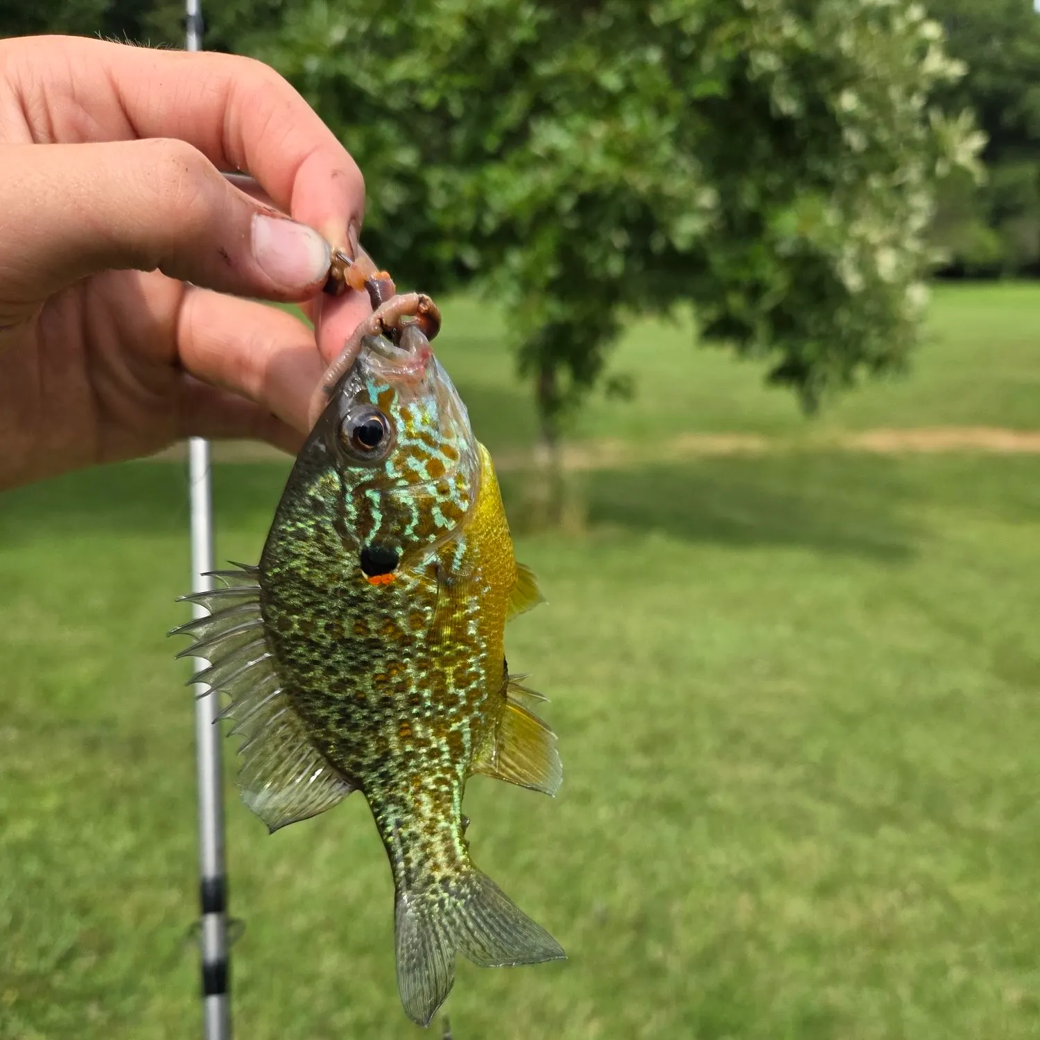 Pumpkinseed caught on Fishbrain