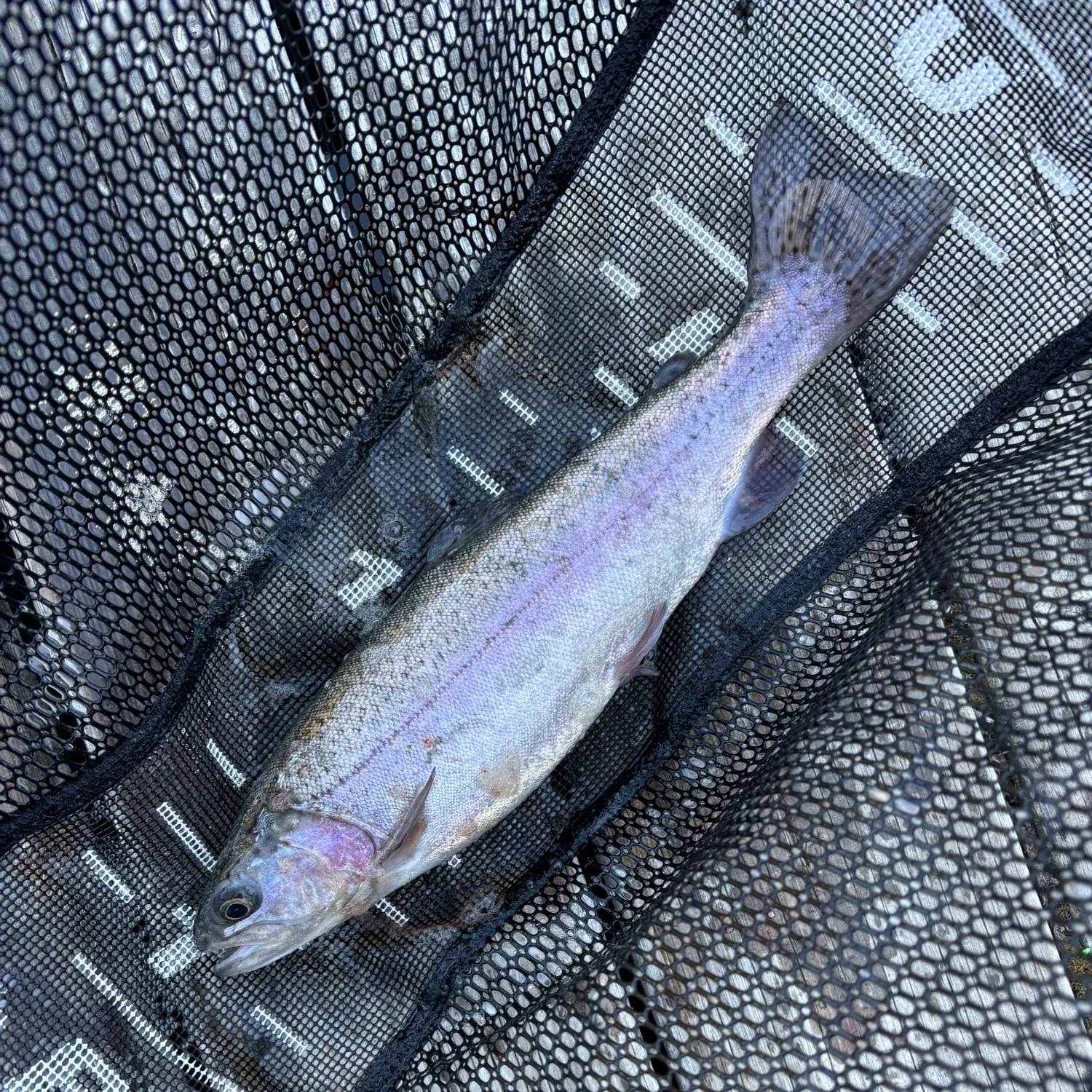 Rainbow trout caught on Fishbrain