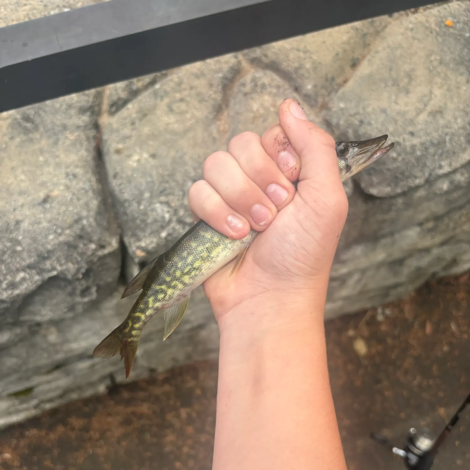 Chain pickerel caught on Fishbrain