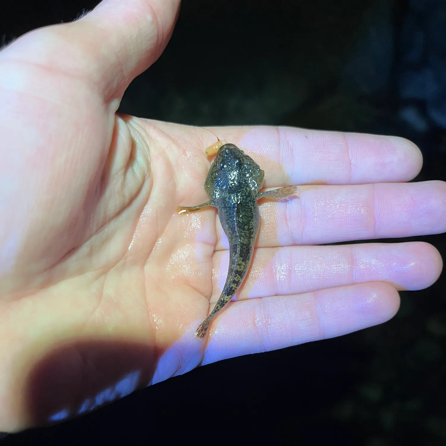 The most recent European bullhead catches on Fishbrain