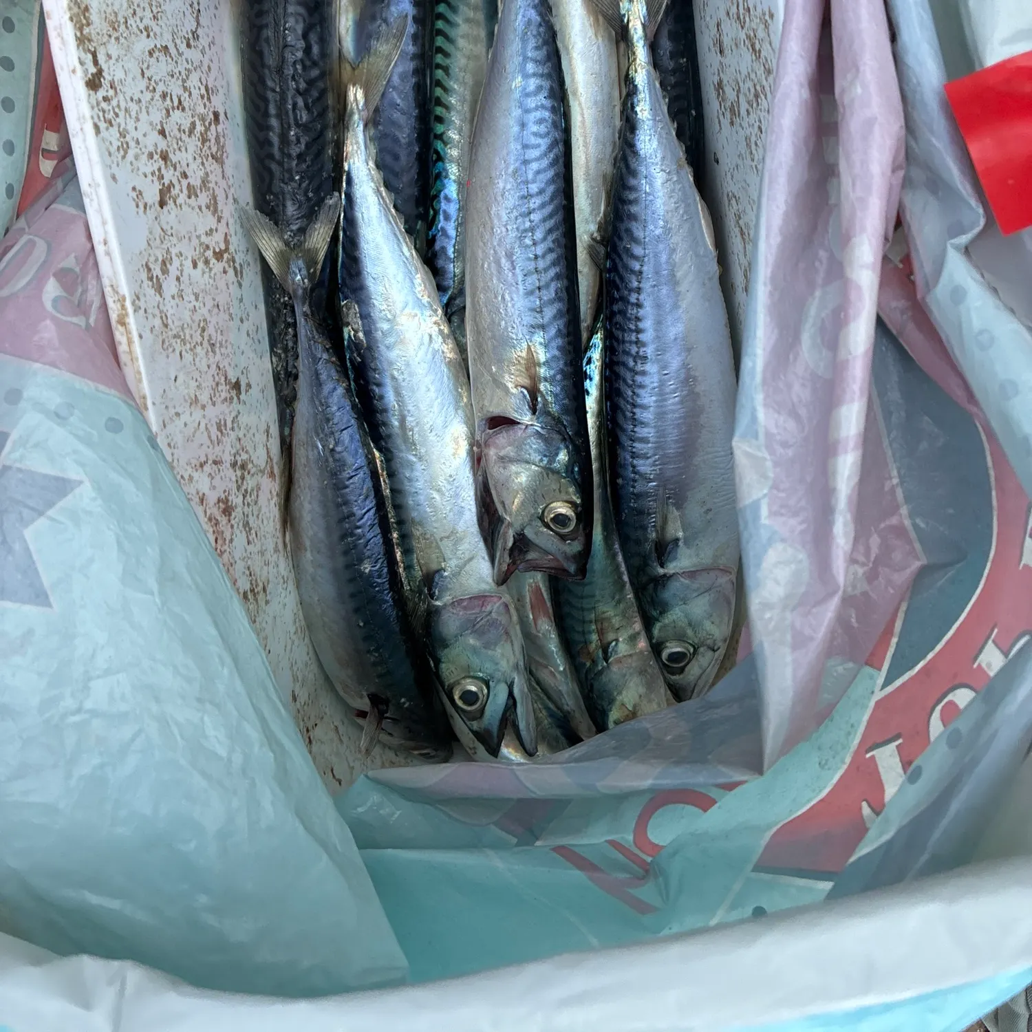 Atlantic mackerel caught on Fishbrain