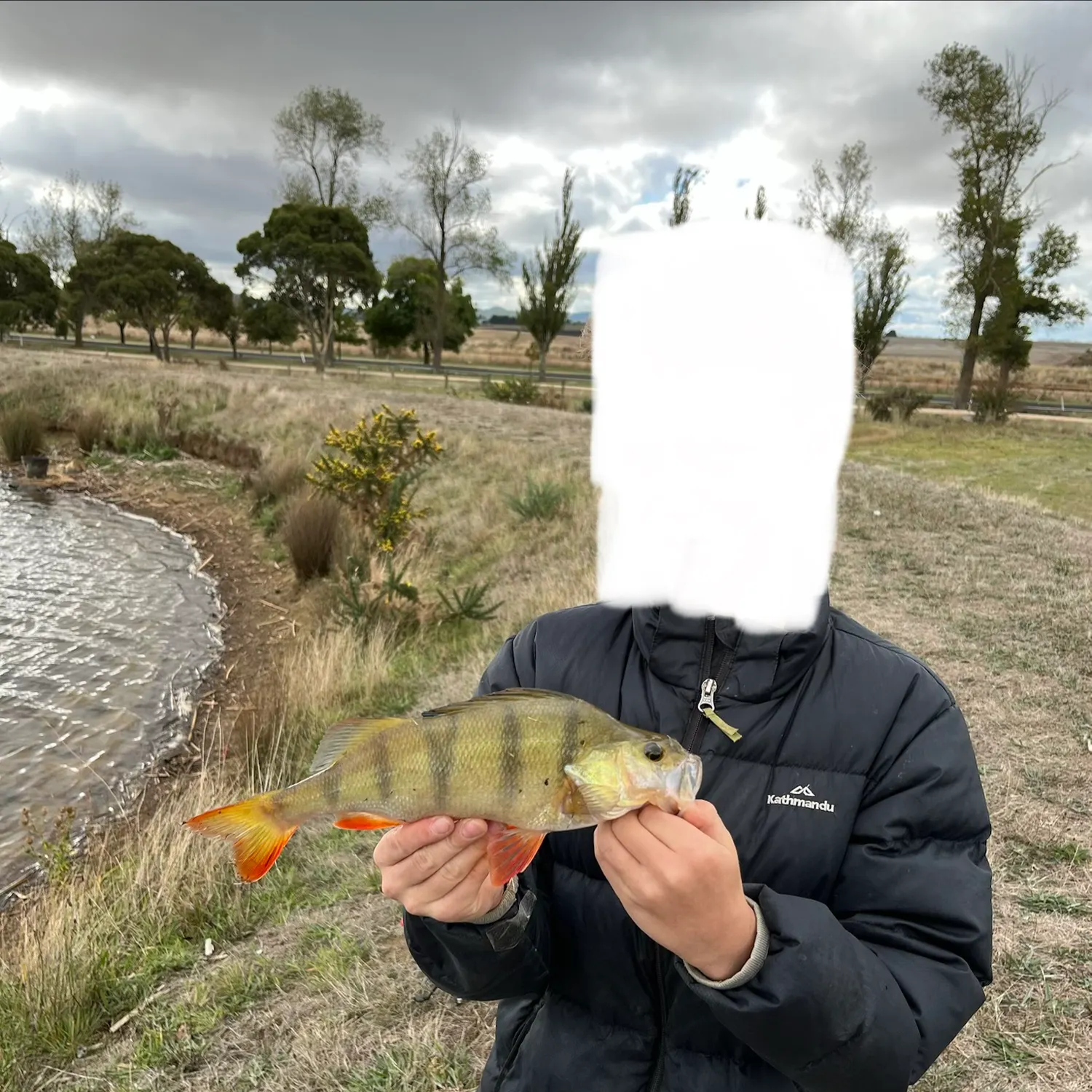 The most recent European perch catches on Fishbrain