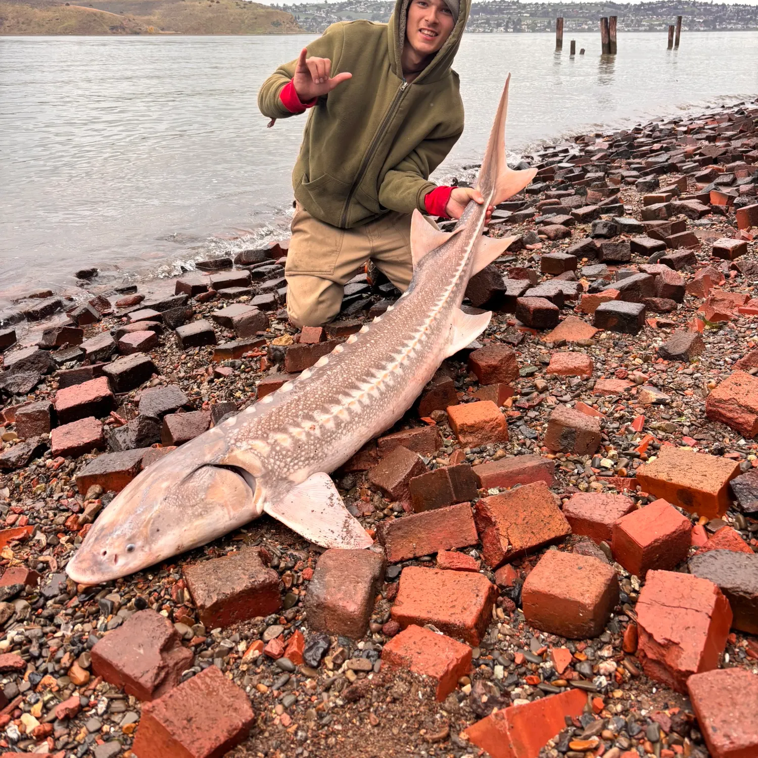 The most recent White sturgeon catches on Fishbrain