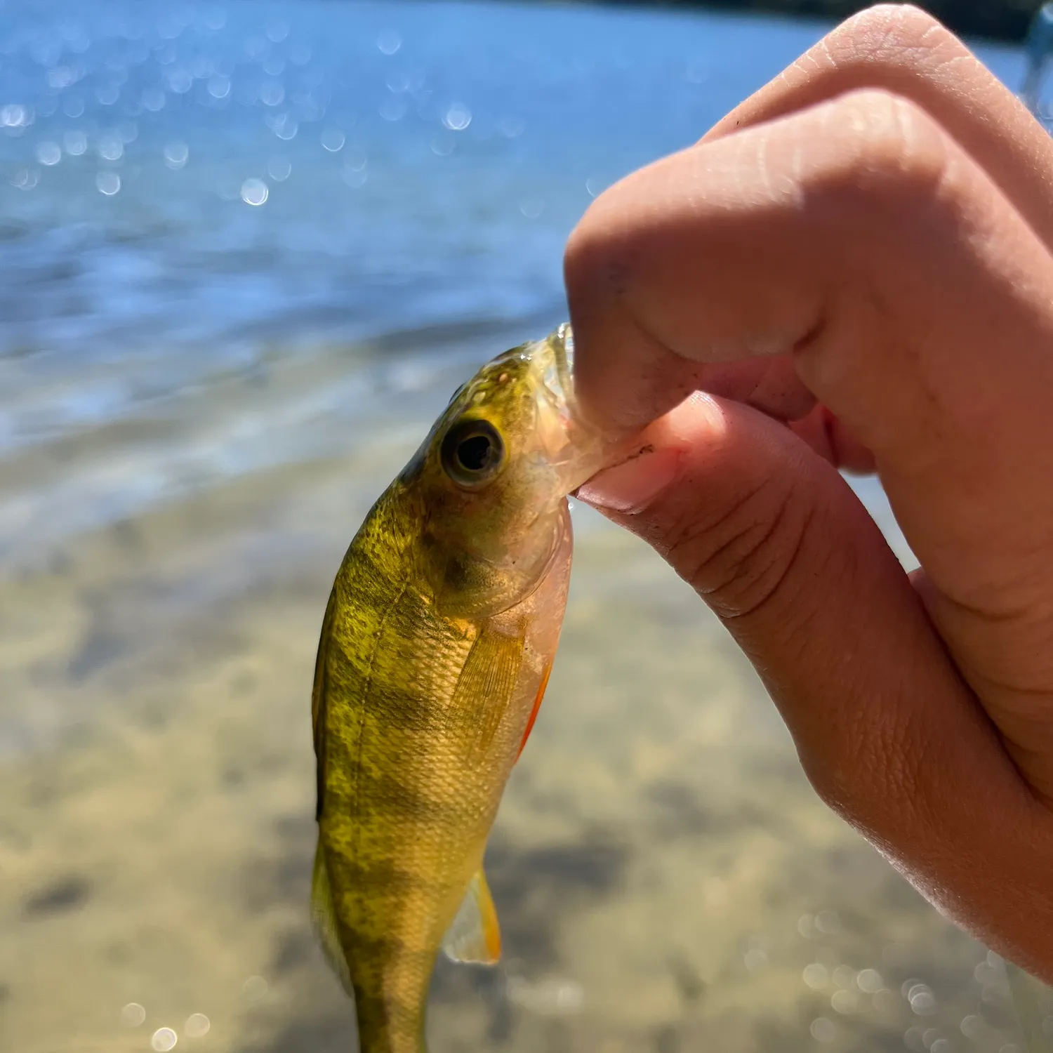 Yellow perch caught on Fishbrain