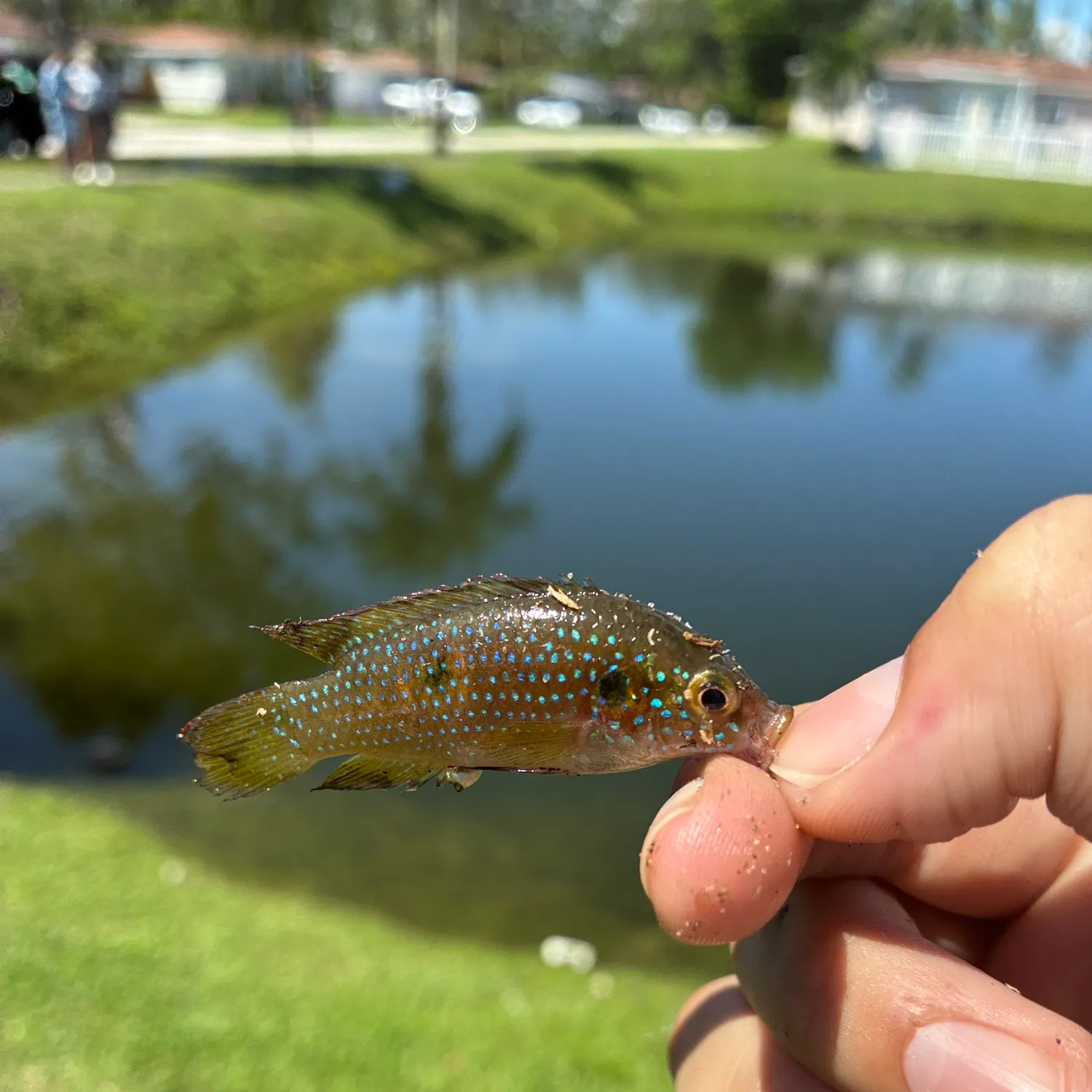 The most recent African Jewelfish catches on Fishbrain