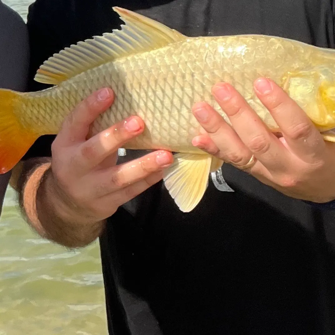Common carp caught on Fishbrain