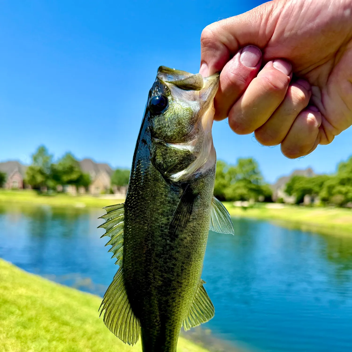 Largemouth bass caught on Fishbrain