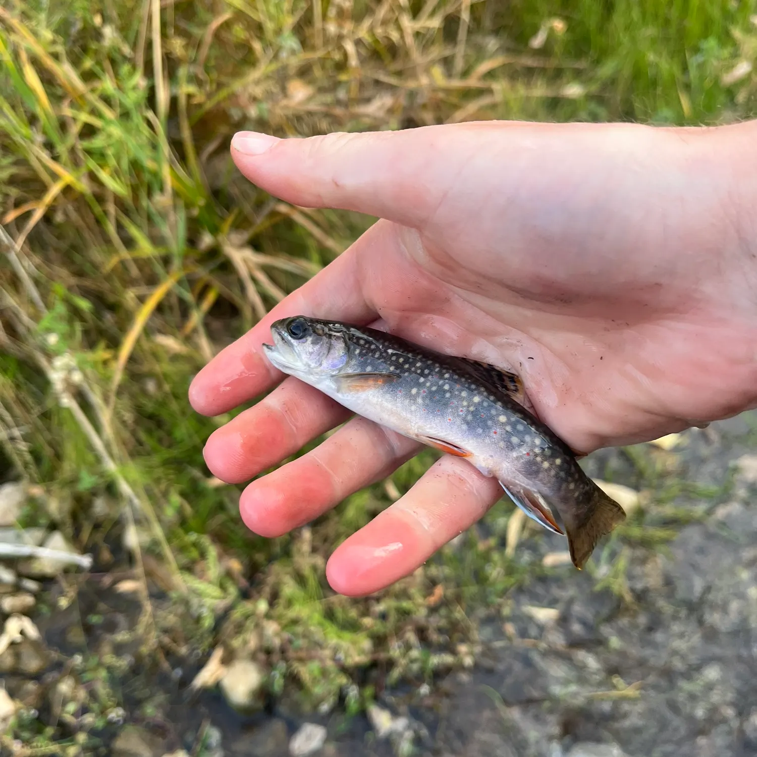 Brook trout caught on Fishbrain