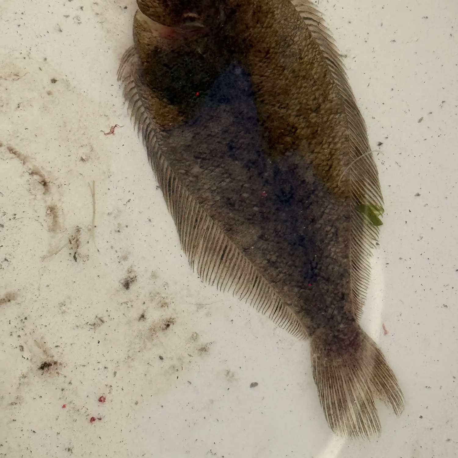 The most recent Speckled sanddab catches on Fishbrain