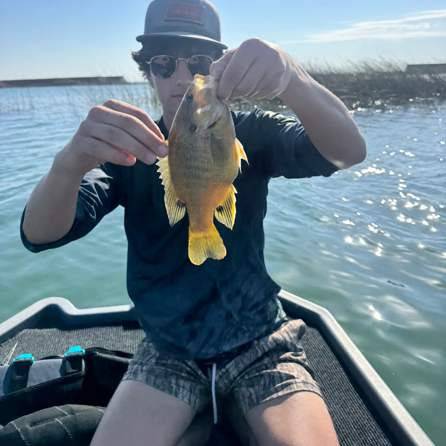 Green sunfish caught on Fishbrain