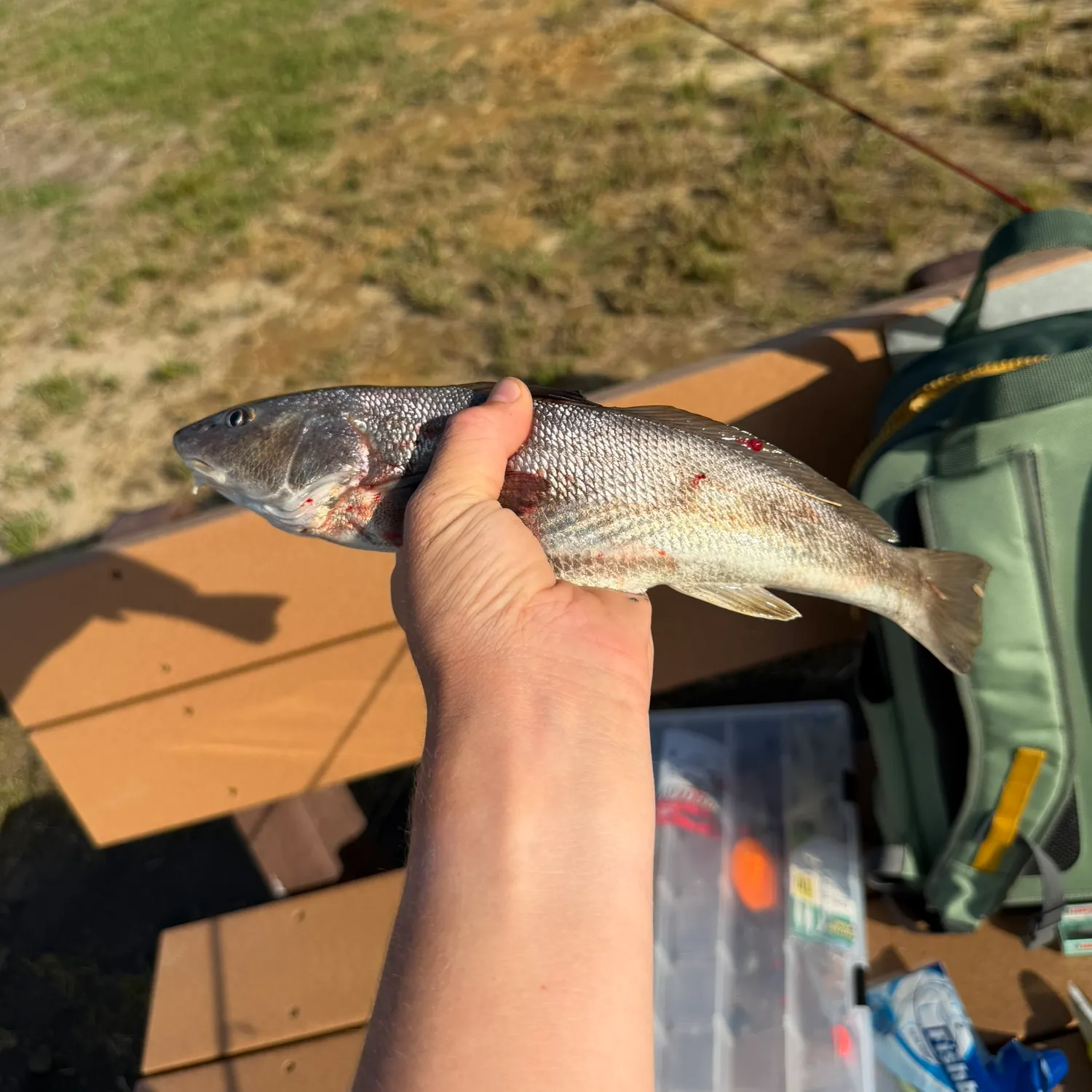 The most recent Atlantic croaker catches on Fishbrain