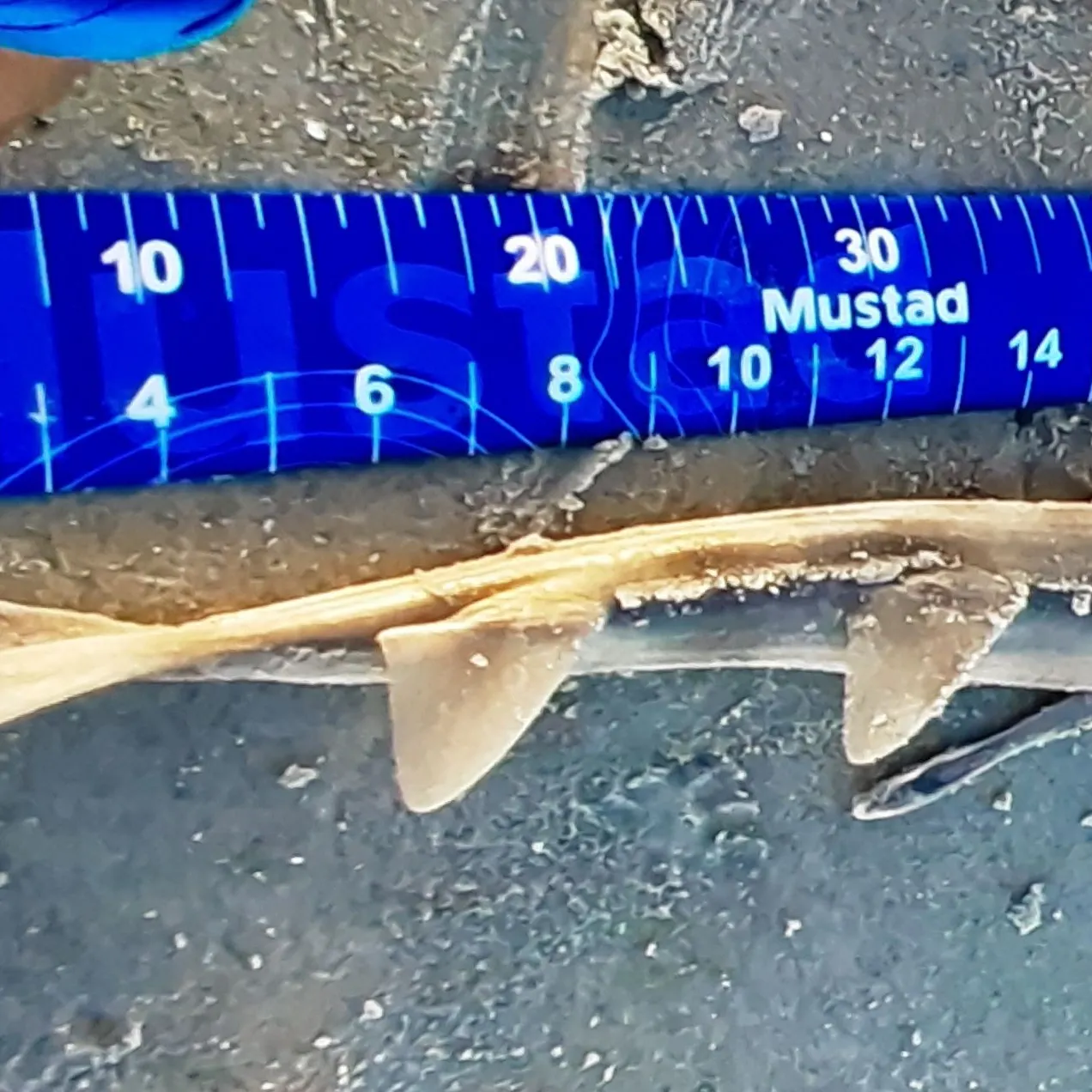 The most recent Giant guitarfish catches on Fishbrain