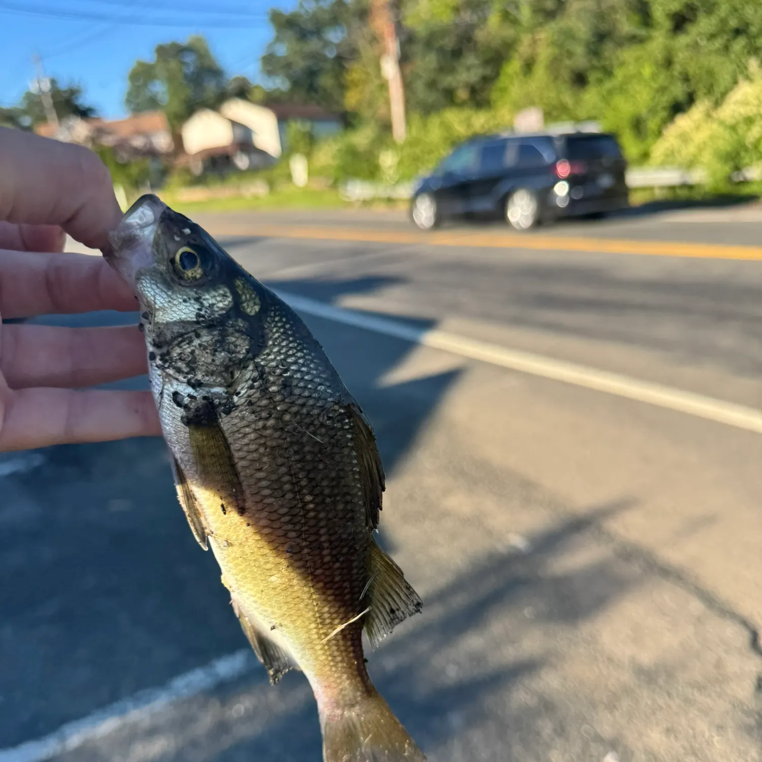 White perch caught on Fishbrain