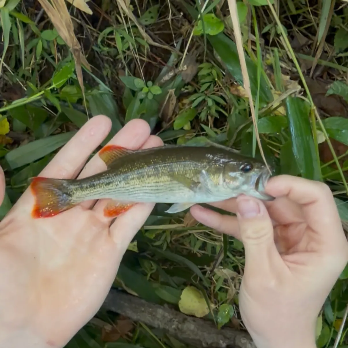 The most recent Chattahoochee bass catches on Fishbrain