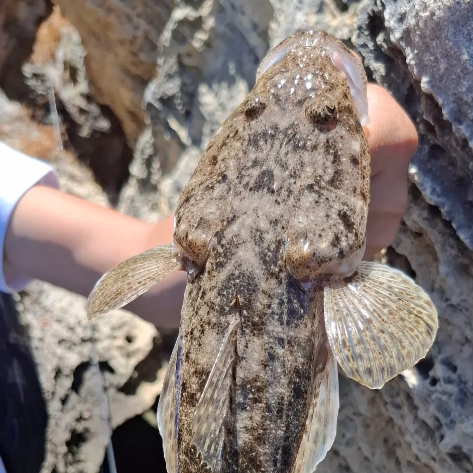 The most recent Dusky flathead catches on Fishbrain