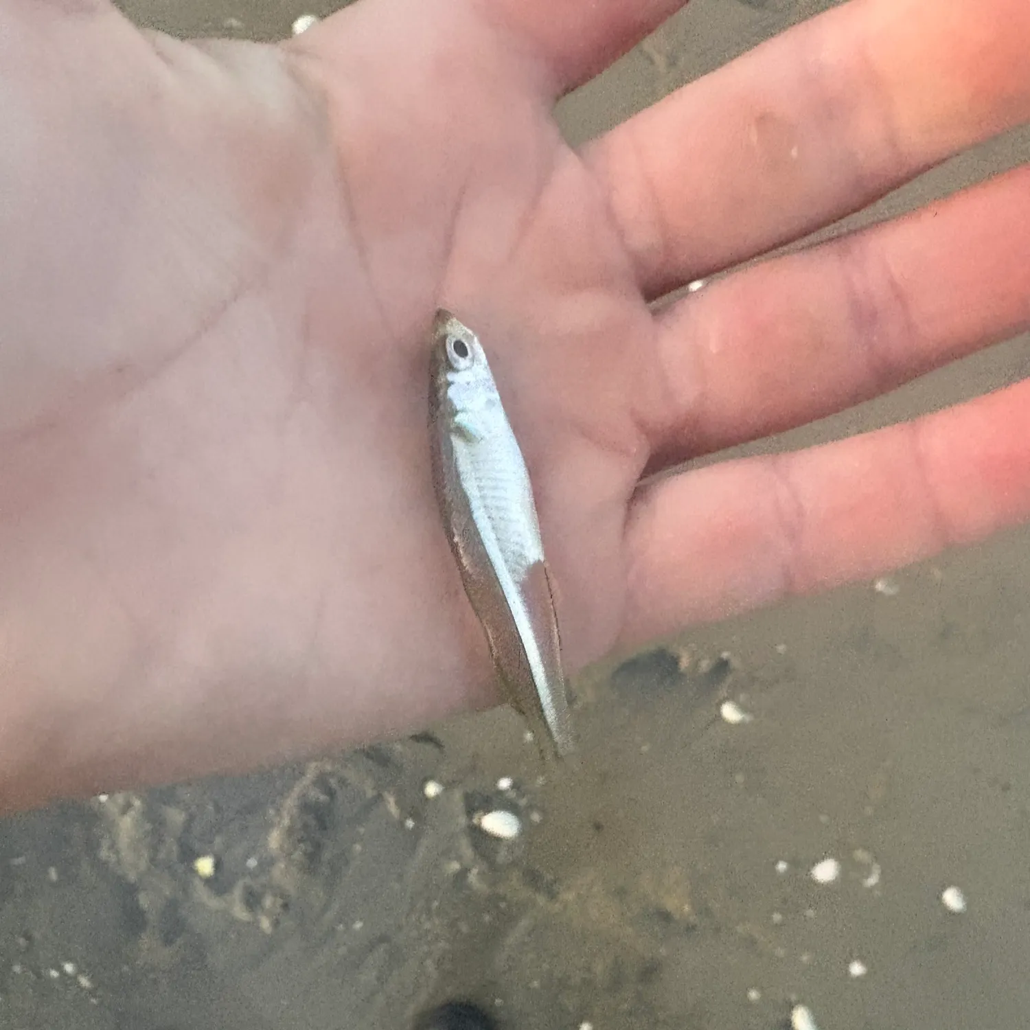Atlantic silverside caught on Fishbrain