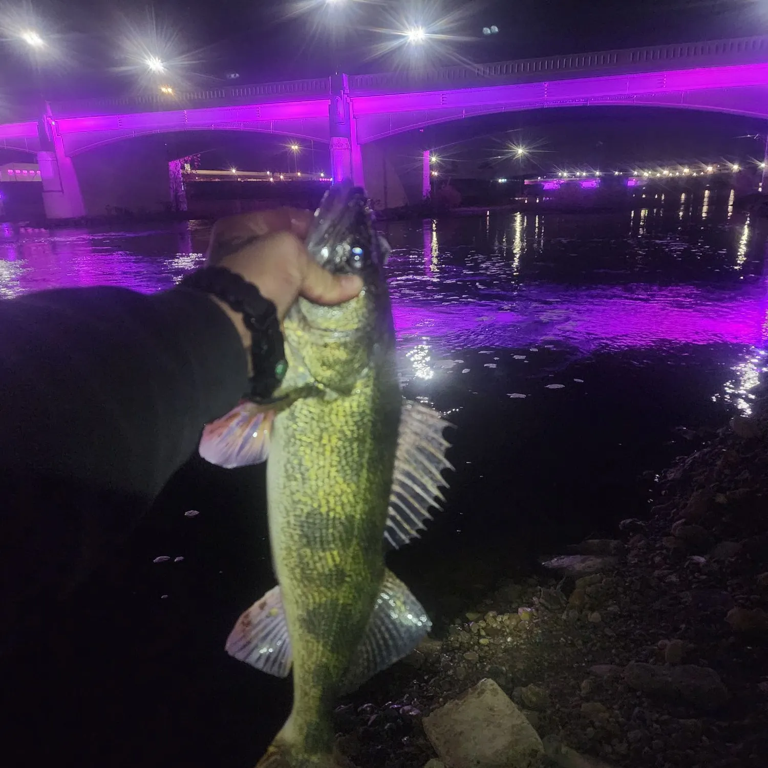 The most recent Sauger catches on Fishbrain