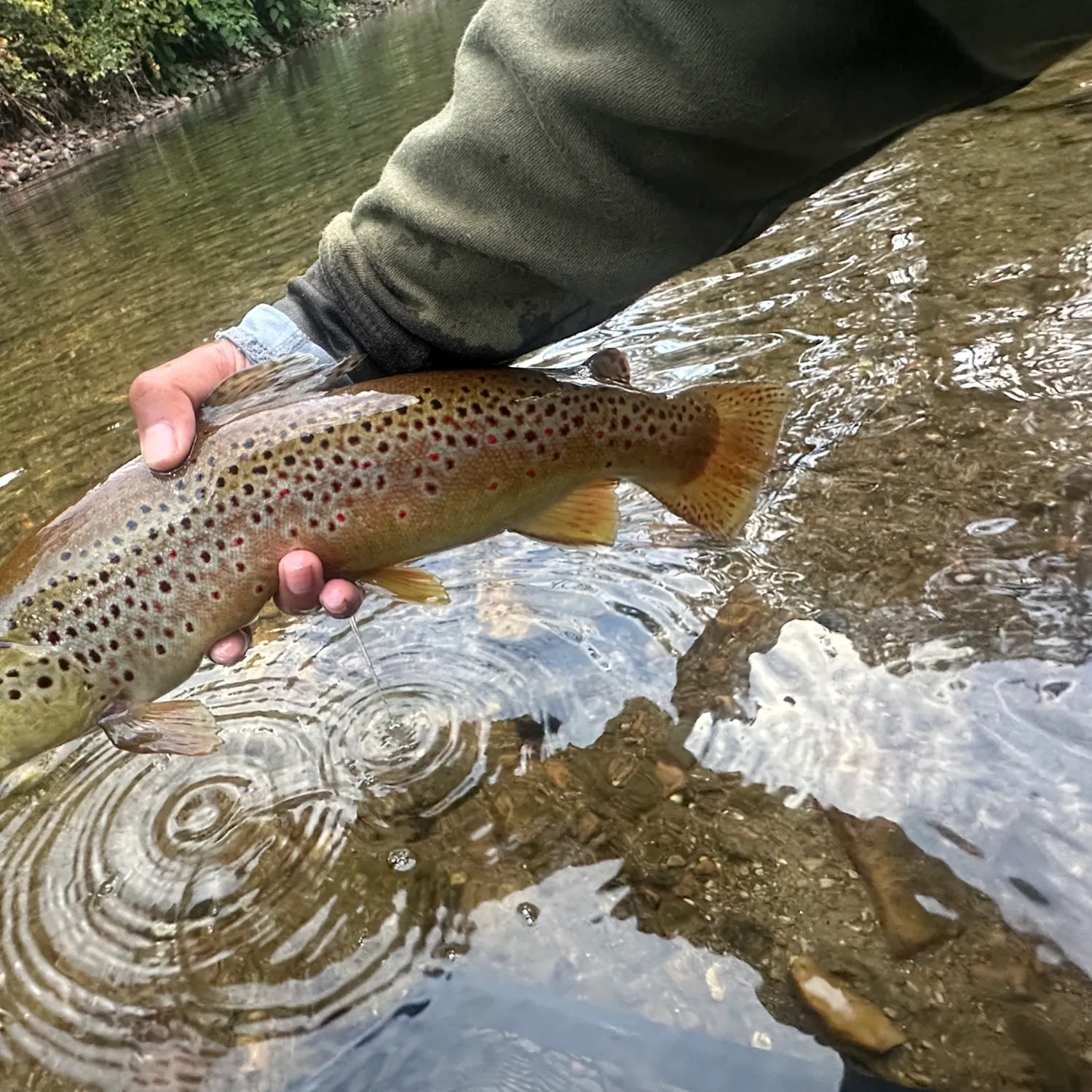 recently logged catches